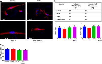 Calcitonin gene-related peptide protects from soluble fms-like tyrosine kinase-1-induced vascular dysfunction in a preeclampsia mouse model